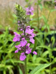 Attēlu rezultāti vaicājumam “Pedicularis palustris fruit”