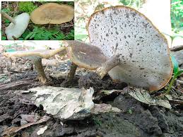 Attēlu rezultāti vaicājumam “Polyporus ciliatus”