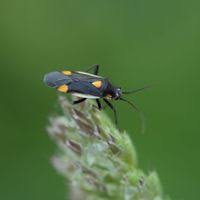 Attēlu rezultāti vaicājumam “Capsodes gothicus”