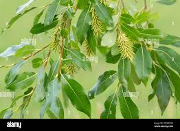 Attēlu rezultāti vaicājumam “Salix pentandra leaf”