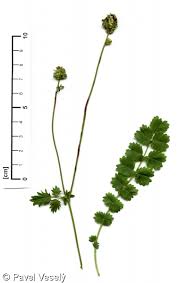 Image result for Sanguisorba minor