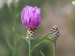 Attēlu rezultāti vaicājumam “Centaurea jacea bud”