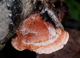 Attēlu rezultāti vaicājumam “Pycnoporus cinnabarinus”