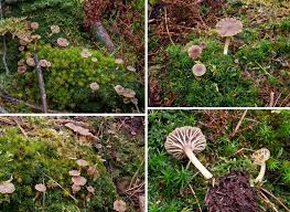 Attēlu rezultāti vaicājumam “Lichenomphalia umbellifera”