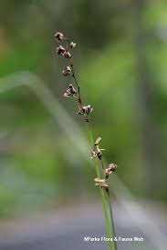 Attēlu rezultāti vaicājumam “Juncus alpinoarticulatus fruit”