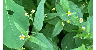 Attēlu rezultāti vaicājumam “Galinsoga quadriradiata”