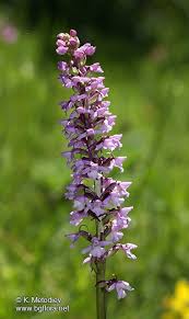 Attēlu rezultāti vaicājumam “Gymnadenia conopsea”