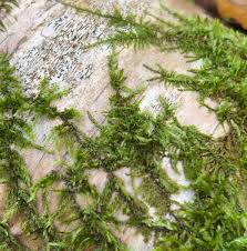 Attēlu rezultāti vaicājumam “Pleurocarpous mosses sporophyte”