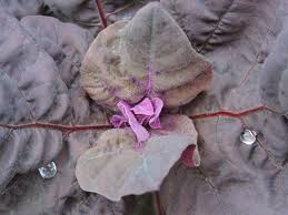 Image result for Atriplex hortensis