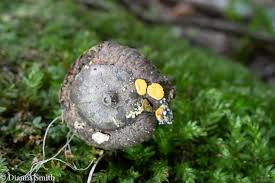 Attēlu rezultāti vaicājumam “Hymenoscyphus sp.”