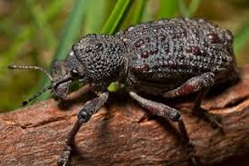 Image result for Coleoptera Curculionoidea
