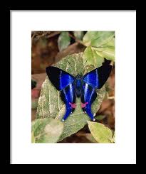 Attēlu rezultāti vaicājumam “Riodinidae”