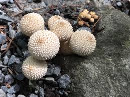 Attēlu rezultāti vaicājumam “Reticularia lycoperdon young”