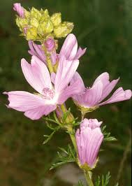 Image result for Malva moschata