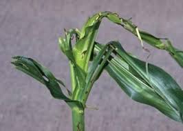 Attēlu rezultāti vaicājumam “Stemonaria irregularis stalked”