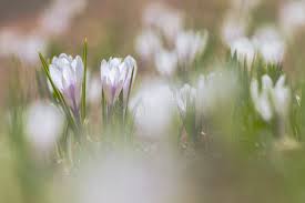 Attēlu rezultāti vaicājumam “Crocus vernus subsp. vernus”