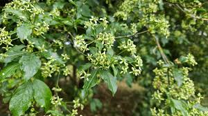 Attēlu rezultāti vaicājumam “Euonymus europaeus”