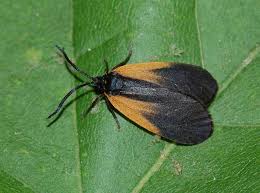 Attēlu rezultāti vaicājumam “Arctiidae”