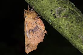 Attēlu rezultāti vaicājumam “Ennomos autumnaria male”