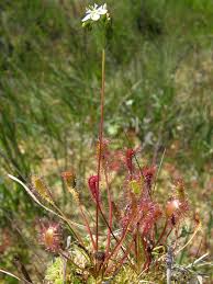 Attēlu rezultāti vaicājumam “Drosera anglica”