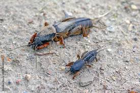 Attēlu rezultāti vaicājumam “Gryllotalpa gryllotalpa”