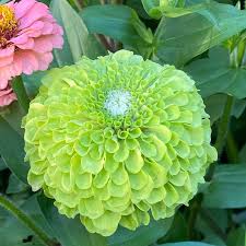 Image result for Zinnia elegans