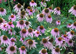 Attēlu rezultāti vaicājumam “Echinacea purpurea flower”