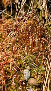 Attēlu rezultāti vaicājumam “Fissidens taxifolius sporophyte”