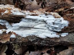 Attēlu rezultāti vaicājumam “Sidera lenis”