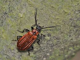 Attēlu rezultāti vaicājumam “Schizotus pectinicornis”