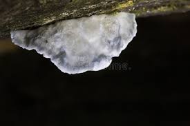 Attēlu rezultāti vaicājumam “Postia caesia”