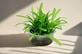 「水蘭」的圖片搜尋結果