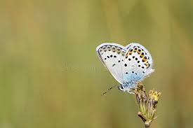 Attēlu rezultāti vaicājumam “Plebejus idas underside”