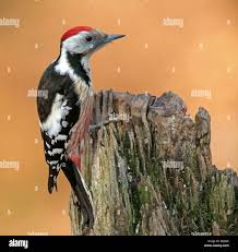 Attēlu rezultāti vaicājumam “Dendrocopos medius”