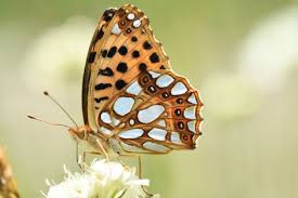 Attēlu rezultāti vaicājumam “Issoria lathonia underside”