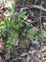 Attēlu rezultāti vaicājumam “Cardamine impatiens”