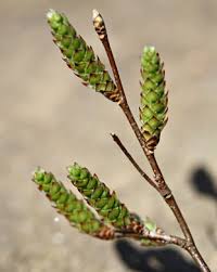 Attēlu rezultāti vaicājumam “Carpinus caroliniana male flower”