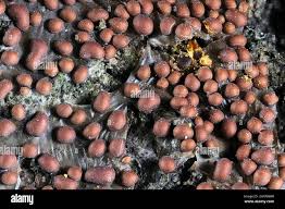 Attēlu rezultāti vaicājumam “Perichaena corticalis spores”