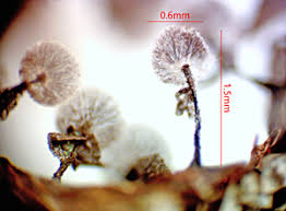 Attēlu rezultāti vaicājumam “Lycogala fuscoolearium young”