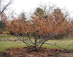Attēlu rezultāti vaicājumam “Hamamelis vernalis”