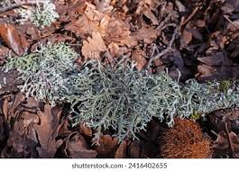 Attēlu rezultāti vaicājumam “Pseudevernia furfuracea”