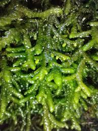 Attēlu rezultāti vaicājumam “Porella cordaeana”