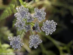 Attēlu rezultāti vaicājumam “Oenanthe aquatica flower”