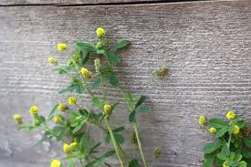 Attēlu rezultāti vaicājumam “Medicago lupulina”