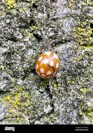 Attēlu rezultāti vaicājumam “Calvia decemguttata”