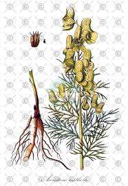 Attēlu rezultāti vaicājumam “Thalictrum lucidum”