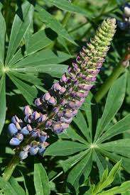 Image result for Lupinus polyphyllus Lindl.