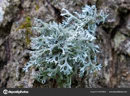 Attēlu rezultāti vaicājumam “Cladonia rangiferina”
