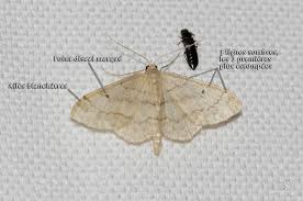 Attēlu rezultāti vaicājumam “Idaea biselata”