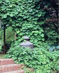 Attēlu rezultāti vaicājumam “Aristolochia durior leaf”